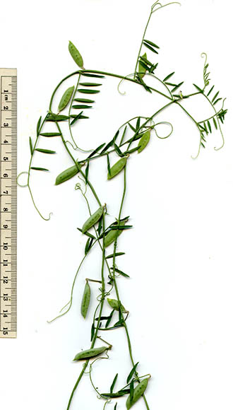  Vicia ludoviciana